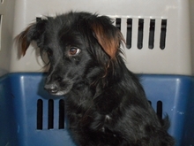 MAYBE, Hund, Mischlingshund in Ungarn - Bild 2