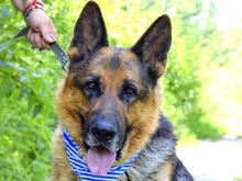 MICHAEL, Hund, Deutscher Schäferhund in Slowakische Republik - Bild 1