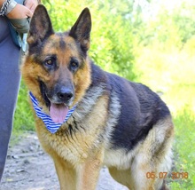 MICHAEL, Hund, Deutscher Schäferhund in Slowakische Republik - Bild 2