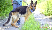 MICHAEL, Hund, Deutscher Schäferhund in Slowakische Republik - Bild 3