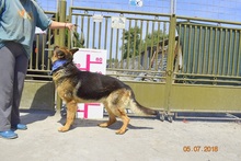 MICHAEL, Hund, Deutscher Schäferhund in Slowakische Republik - Bild 4