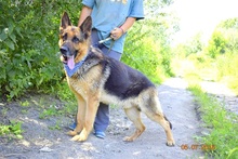 MICHAEL, Hund, Deutscher Schäferhund in Slowakische Republik - Bild 5