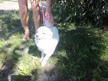 ARANKA, Hund, Mischlingshund in Vaterstetten - Bild 5