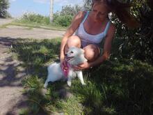 ARANKA, Hund, Mischlingshund in Vaterstetten - Bild 9
