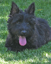 BOOMER, Hund, Cairn Terrier-Scottisch Terrier-Mix in Spanien - Bild 1