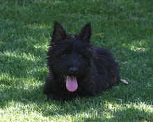 BOOMER, Hund, Cairn Terrier-Scottisch Terrier-Mix in Spanien - Bild 10