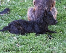 BOOMER, Hund, Cairn Terrier-Scottisch Terrier-Mix in Spanien - Bild 13
