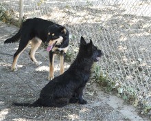 BOOMER, Hund, Cairn Terrier-Scottisch Terrier-Mix in Spanien - Bild 14