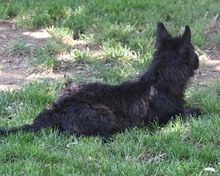 BOOMER, Hund, Cairn Terrier-Scottisch Terrier-Mix in Spanien - Bild 15