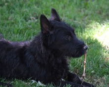BOOMER, Hund, Cairn Terrier-Scottisch Terrier-Mix in Spanien - Bild 2