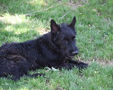 BOOMER, Hund, Cairn Terrier-Scottisch Terrier-Mix in Spanien - Bild 4