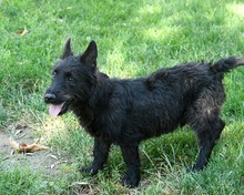 BOOMER, Hund, Cairn Terrier-Scottisch Terrier-Mix in Spanien - Bild 8