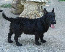 BOOMER, Hund, Cairn Terrier-Scottisch Terrier-Mix in Spanien - Bild 9
