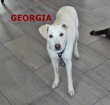 GEORGIA, Hund, Mischlingshund in Utzenstorf - Bild 4