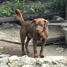 BROWNY, Hund, Mischlingshund in Bulgarien - Bild 1