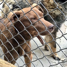 BROWNY, Hund, Mischlingshund in Bulgarien - Bild 2