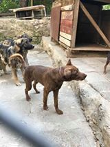 BROWNY, Hund, Mischlingshund in Bulgarien - Bild 4