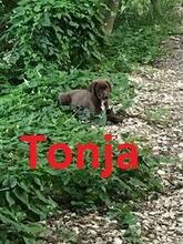 TONJA, Hund, Mischlingshund in Bulgarien - Bild 1