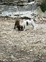 TONJA, Hund, Mischlingshund in Bulgarien - Bild 4