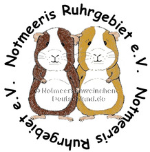 IGNAZ, Nager, Meerschweinchen Rosette in Oberhausen - Bild 4