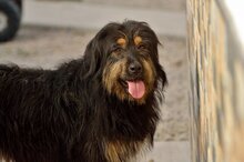 MAYKA, Hund, Mischlingshund in Spanien - Bild 1