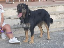 MAYKA, Hund, Mischlingshund in Spanien - Bild 10