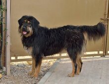 MAYKA, Hund, Mischlingshund in Spanien - Bild 11