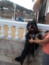 MAYKA, Hund, Mischlingshund in Spanien - Bild 6