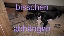 MOUSI, Katze, Europäisch Kurzhaar in Bad Bocklet - Bild 6