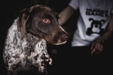 BARUK, Hund, Deutsch Kurzhaar in Portugal - Bild 5