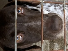 BARUK, Hund, Deutsch Kurzhaar in Portugal - Bild 7