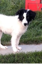 MARA, Hund, Mischlingshund in Rumänien - Bild 1
