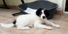 MARA, Hund, Mischlingshund in Rumänien - Bild 11