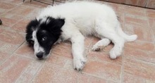 MARA, Hund, Mischlingshund in Rumänien - Bild 12