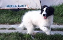MARA, Hund, Mischlingshund in Rumänien - Bild 15
