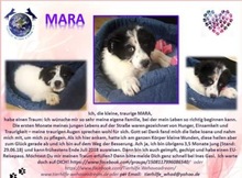 MARA, Hund, Mischlingshund in Rumänien - Bild 2