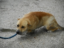 SUNNY, Hund, Mischlingshund in Ungarn - Bild 1