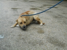 SUNNY, Hund, Mischlingshund in Ungarn - Bild 2