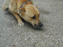 SUNNY, Hund, Mischlingshund in Ungarn - Bild 3