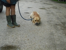 SUNNY, Hund, Mischlingshund in Ungarn - Bild 4