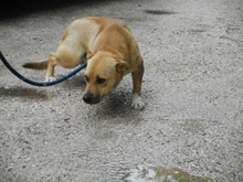 SUNNY, Hund, Mischlingshund in Ungarn - Bild 5