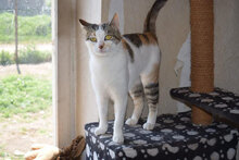 ANNI, Katze, Hauskatze in Bulgarien - Bild 1