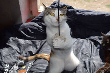 ANNI, Katze, Hauskatze in Bulgarien - Bild 2