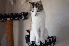 ANNI, Katze, Hauskatze in Bulgarien - Bild 3