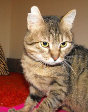 RIS, Katze, Hauskatze in Bulgarien - Bild 2