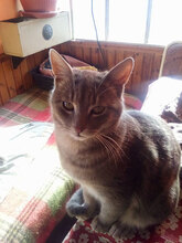 MONI, Katze, Hauskatze in Bulgarien - Bild 2