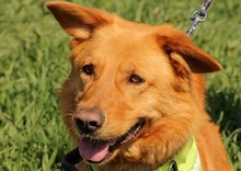 VALENTINO, Hund, Mischlingshund in Slowakische Republik - Bild 1