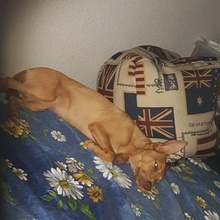 DULCE, Hund, Mischlingshund in Duisburg - Bild 12