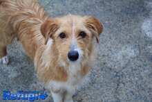 SOPI, Hund, Mischlingshund in Spanien - Bild 1