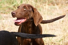 AMICA, Hund, Mischlingshund in Vaterstetten - Bild 11